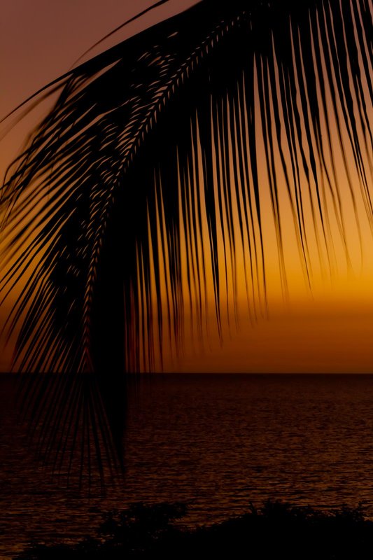 A palm tree silhouetted by the sunset