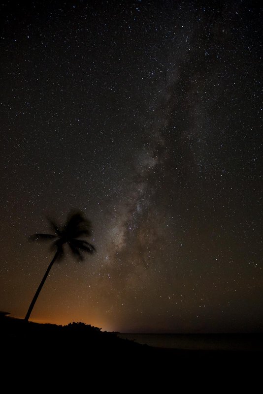 A palm tree silhouetted on a starry night by the Milky Way