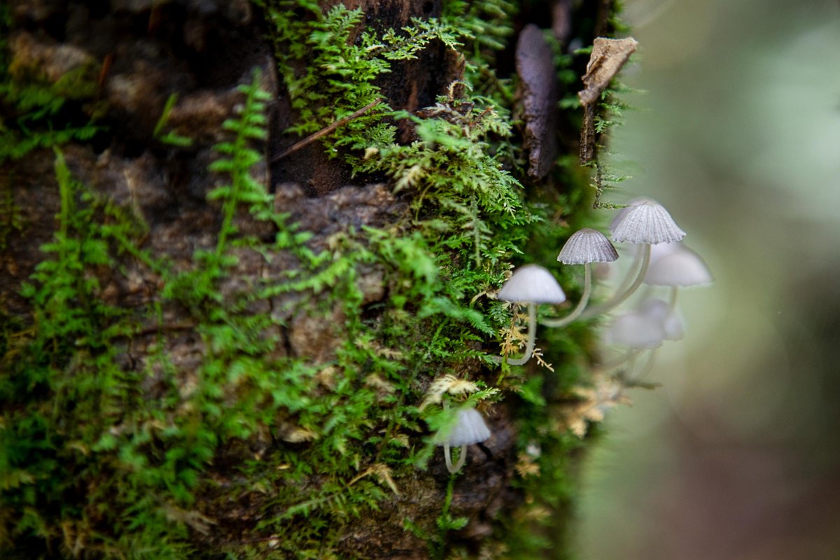 Tiny Mushrooms sprout from a mossy tree