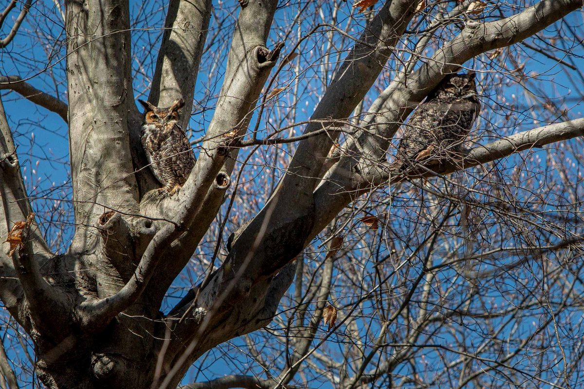 A pair of adult Great Horned Owls watch over their nest