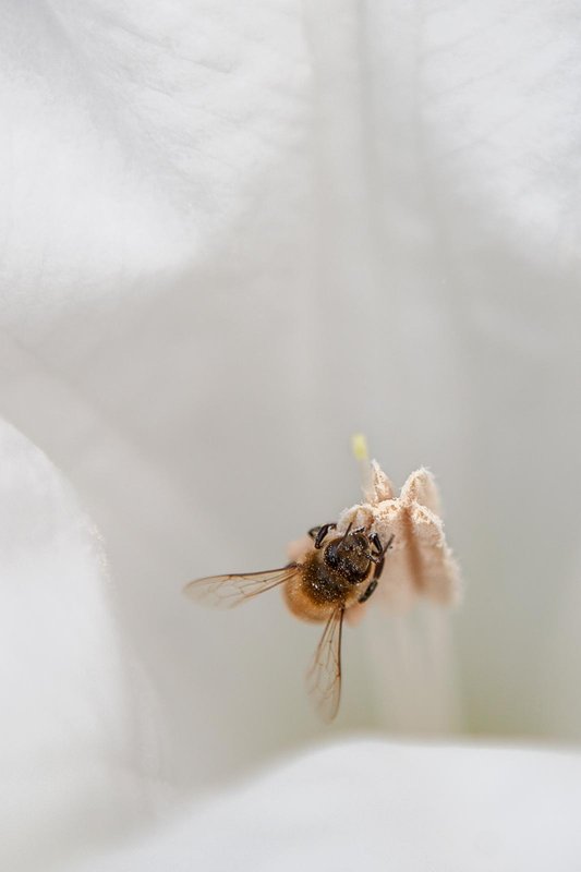 A honeybee collects pollen from a Moon Flower