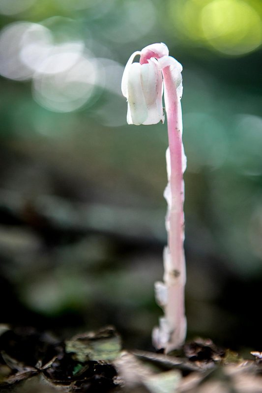 Ghost Pipe | Indian Pipe | monotropa uniflora
